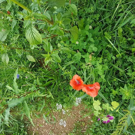 Tiny House Steirermadl Casa de Férias *