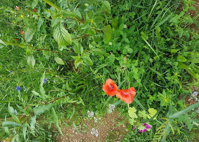 Tiny House Steirermadl Semesterbostad *